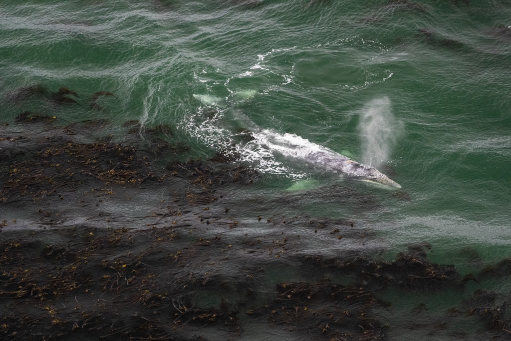 Oregon whale watching with a grey whale spouting near a bull kelp forest