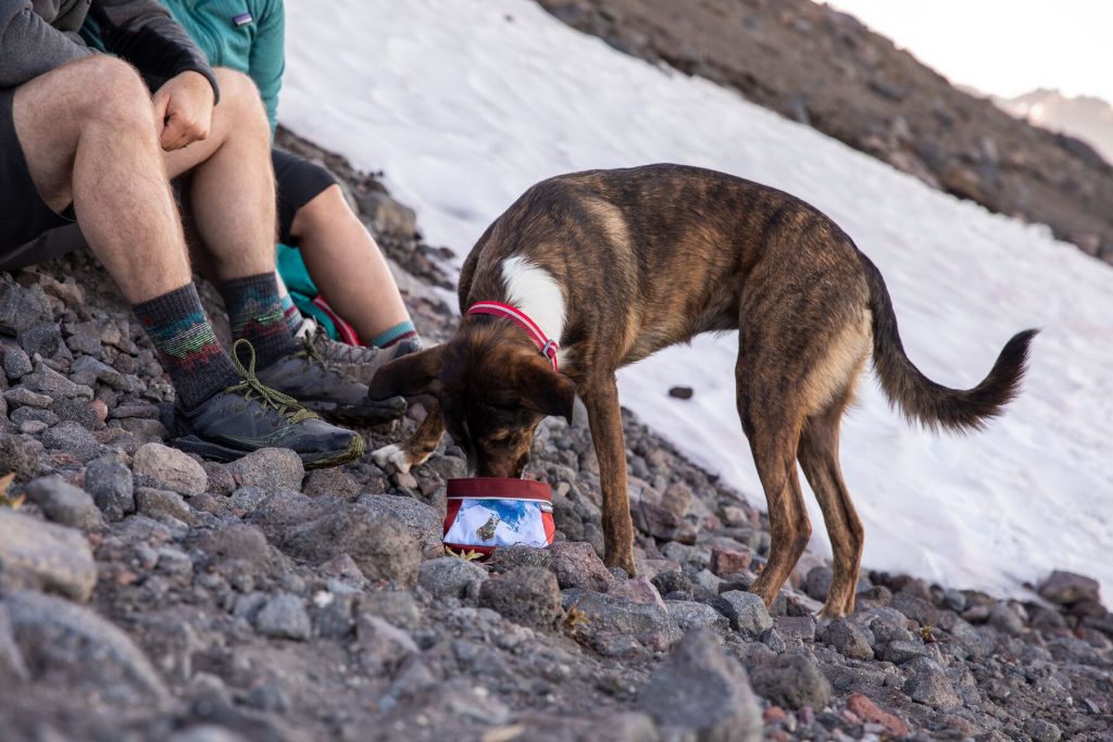 Dog eating out of a Mount Bailey inspired bowl from the Alvord Desert inspired trucker hat from the Ruffwear Artist Series Quencher