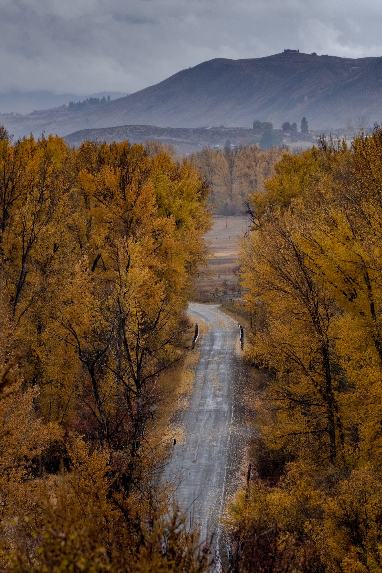 changing yellow leaves with cloudy skies in north central Washington state