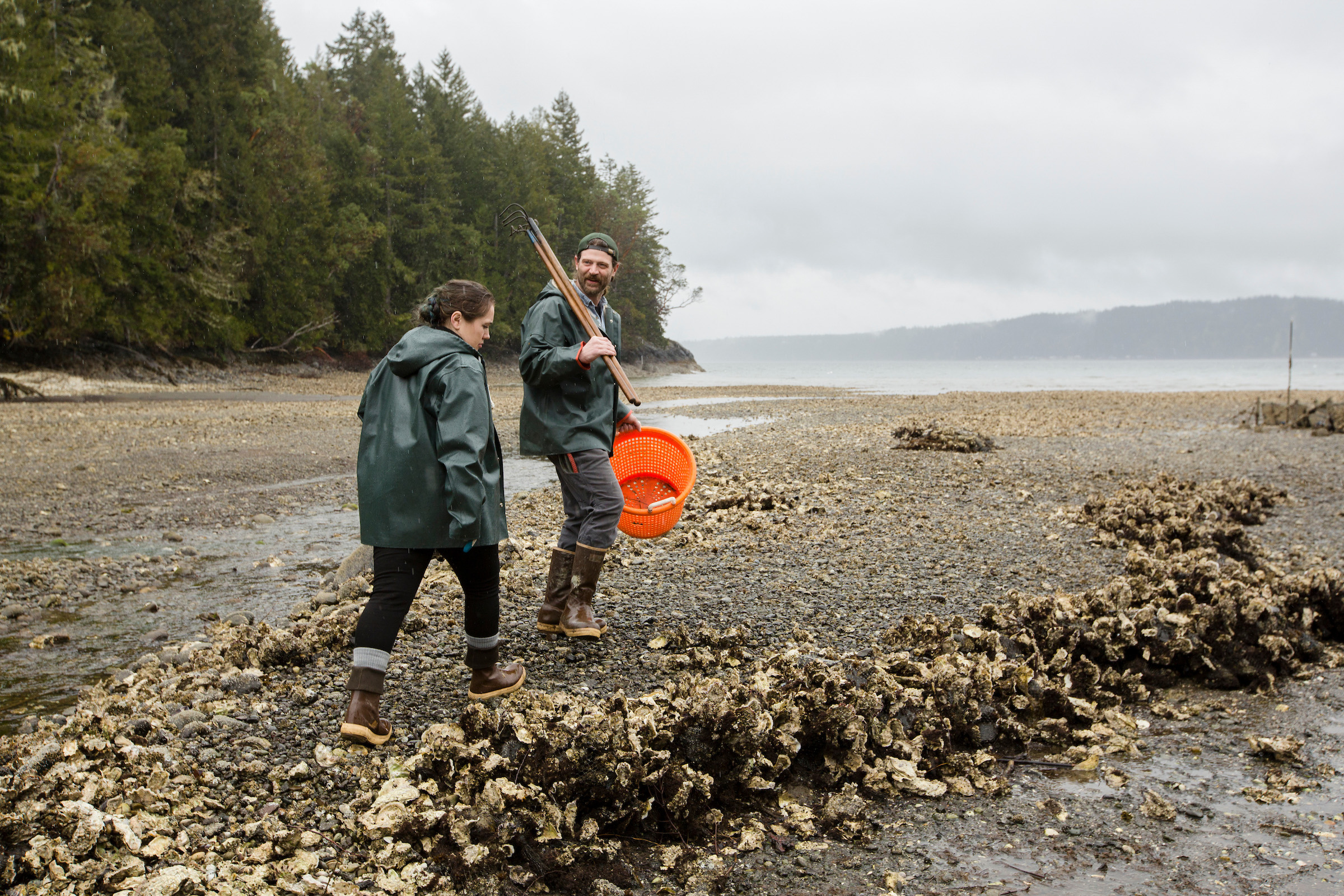 Chef Sara Harvey and her partner, Christian, walking along a large oyster bed in the Hood Canal cove in front of their house in western Washington