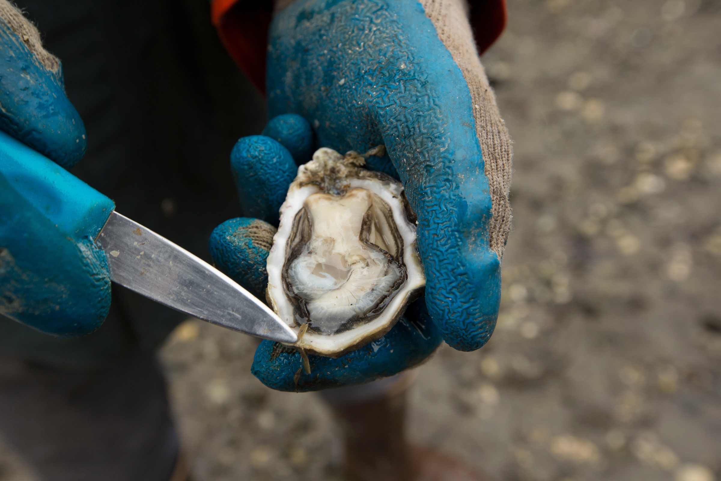 A person wearing blue rubber gloves holding a shucked raw oyster and a blue shucking knife.